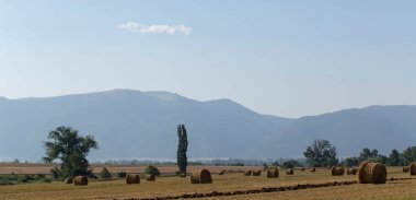 Buğday hasadı. Tarlada yuvarlak saman balyaları. Dağlık alanlarda tarım.