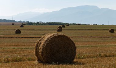Buğday hasadı. Tarlada yuvarlak saman balyaları. Dağlık alanlarda tarım.
