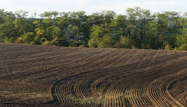 Las Tierras Agrícolas Son Aradas Preparadas Para Vegetación — Foto de Stock