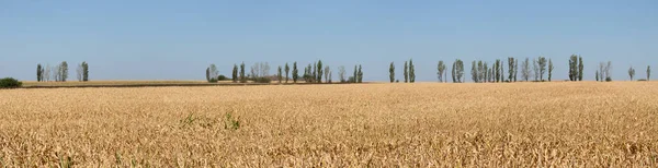 Rozloha Polí Zralou Kukuřicí Cornfield Konci Podzimu Brown Suché Krmivo — Stock fotografie