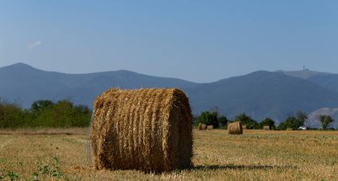 Buğday hasadı. Tarlada yuvarlak saman balyaları. Dağlık alanlarda tarım.