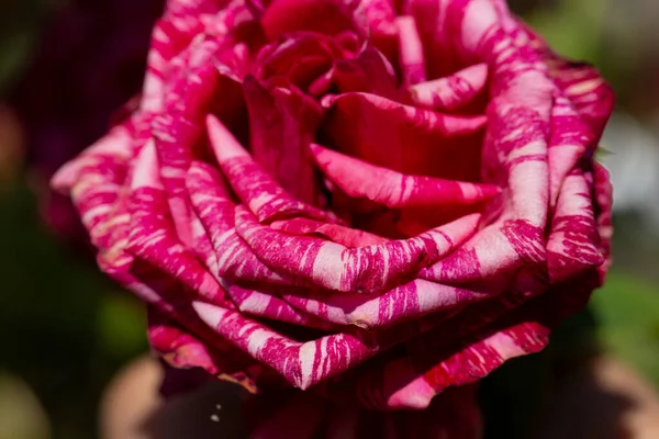 Multicolored pink striped speckled rose. Tiger red spotted rose.