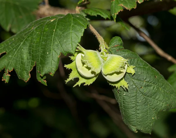 Corylus Avellana Die Gemeine Hasel Ist Eine Blütenpflanze Aus Der — Stockfoto