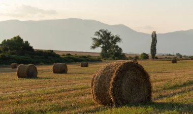 Buğday hasadı. Tarlada yuvarlak saman balyaları. Dağlık alanlarda tarım.