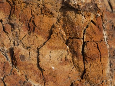 Sedimentary rocks with a high content of iron oxide. Red soil, loam. The texture of the soil.