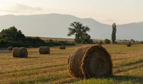 Raccolta Del Grano Balle Rotonde Paglia Nel Campo Agricoltura Nelle — Foto Stock