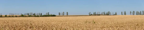 Rozloha Polí Zralou Kukuřicí Cornfield Konci Podzimu Brown Suché Krmivo — Stock fotografie
