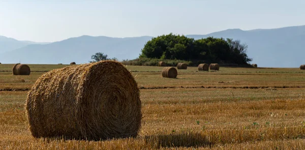 Buğday hasadı. Tarlada yuvarlak saman balyaları. Dağlık alanlarda tarım.