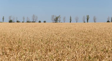 Olgun mısırlı tarlalar. Sonbaharda mısır tarlası. Kahverengi kuru mısır her yerde.