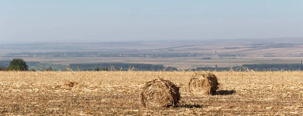 Sklizeň Kulaté Žoky Kukuřičných Stonků Zemědělství Stepi — Stock fotografie