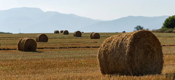 Raccolta Del Grano Balle Rotonde Paglia Nel Campo Agricoltura Nelle — Foto Stock