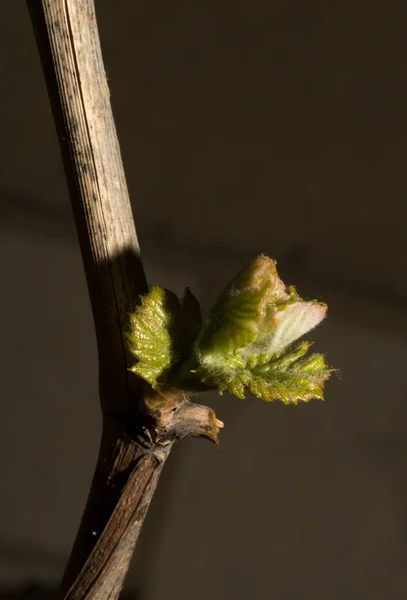 Young Green Shoots Grape Bush Viticulture Grape Flowers Black Background — 스톡 사진