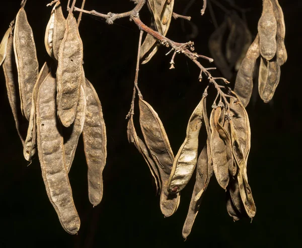 Robinia Pseudoakacia Allmänt Känd Sitt Hemland Som Svart Gräshoppa Pods — Stockfoto