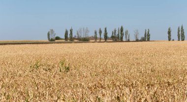Olgun mısırlı tarlalar. Sonbaharda mısır tarlası. Kahverengi kuru mısır her yerde.