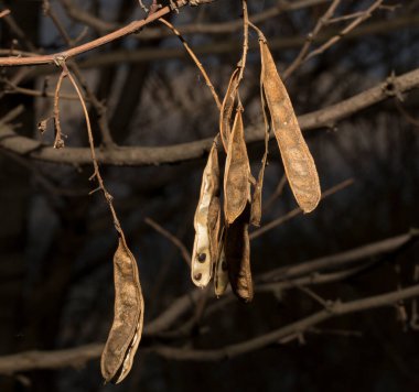 Robinia psödoacia, kendi topraklarında genellikle kara çekirge olarak bilinir. İlkbaharda tohumlu tohumlar ağaçta.