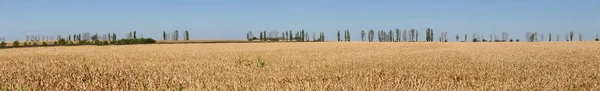 Expanses Campos Com Milho Maduro Cornfield Final Outono Brown Seco — Fotografia de Stock