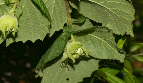 Corylus Avellana Est Une Espèce Amphibiens Famille Des Betuliaceae — Photo