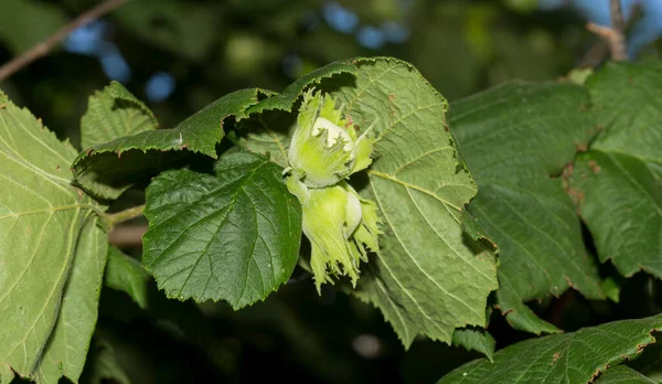 Corylus Avellana Een Plant Uit Berkenfamilie Betuliaceae — Stockfoto