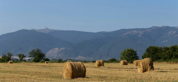 Cosecha Trigo Pacas Redondas Paja Campo Agricultura Zonas Montañosas —  Fotos de Stock