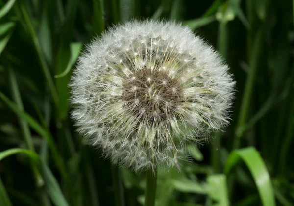 Πικραλίδα Έτοιμη Διαδώσει Ώριμων Σπόρων Taraxacum Είναι Ένα Μεγάλο Γενουανθική — Φωτογραφία Αρχείου