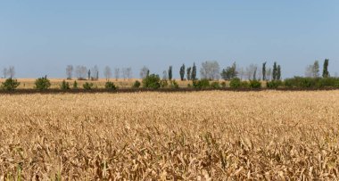 Olgun mısırlı tarlalar. Sonbaharda mısır tarlası. Kahverengi kuru mısır her yerde.