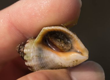 Rapana venosa, yaygın adı damarlı rapa whelk, bir deniz gastropod yumuşakça veya whelk, aile Muricidae, kaya kabukları.