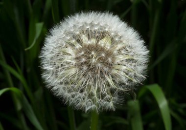 Karahindiba olgunlaşmış tohumlar yaymak için hazır. Taraxacum, Asteraceae familyasından büyük bir cins çiçekli bitki dir.. 