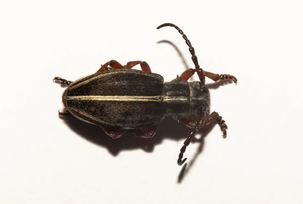 Dorcadion Tauricum Species Beetle Family Cerambycidae — Fotografia de Stock
