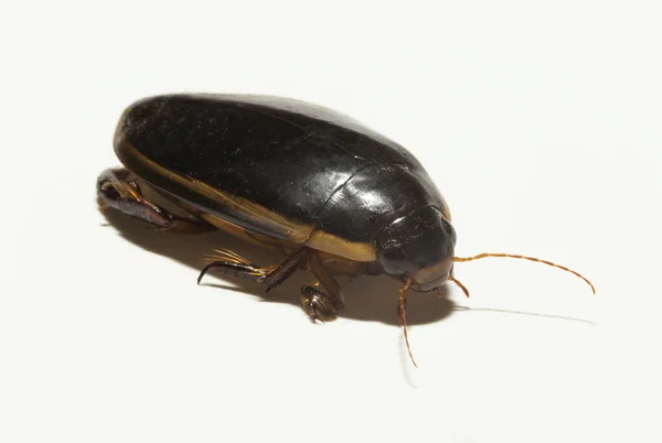 菊科动物是早熟的潜水甲虫 一种家庭水栖甲虫 侧侧卵巢炎 — 图库照片