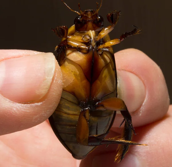 Dytiscidae Predaceous Diving Beetles Family Water Beetles Cybister Lateralimarginalis Male — Stok fotoğraf