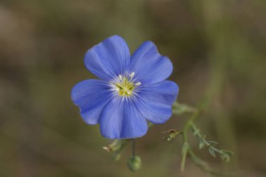 Flax, Linaceae familyasından bir çiçek bitkisidir (Linum usitatissimum)..