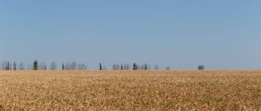 Olgun mısırlı tarlalar. Sonbaharda mısır tarlası. Kahverengi kuru mısır her yerde.