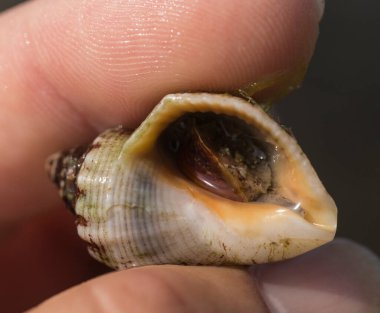 Rapana venosa, yaygın adı damarlı rapa whelk, bir deniz gastropod yumuşakça veya whelk, aile Muricidae, kaya kabukları.