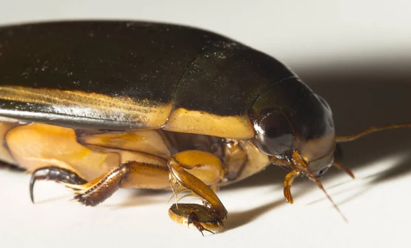 Dytiscidae Predaceous Diving Beetles Family Water Beetles Cybister Lateralimarginalis Male — Stockfoto