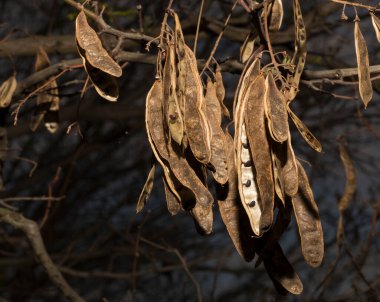 Robinia psödoacia, kendi topraklarında genellikle kara çekirge olarak bilinir. İlkbaharda tohumlu tohumlar ağaçta.