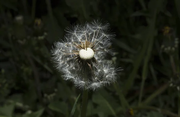 Πικραλίδα Έτοιμη Διαδώσει Ώριμων Σπόρων Taraxacum Είναι Ένα Μεγάλο Γενουανθική — Φωτογραφία Αρχείου