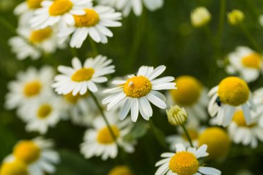 Tripleurospermum inodorum, yabani papatya çayı, papatya otu, sahte papatya çayı ve Baldr 'ın kaşları, Tripleurospermum türünün bir türüdür. Beyaz Yengeç Örümceği (Thomisidae).
