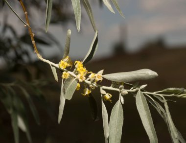 Elaeagnus commutata, Elaeagnus familyasından bir kuş türü. Çalının bahar çiçekleri. Bitkinin üzerindeki sarı çiçekler..