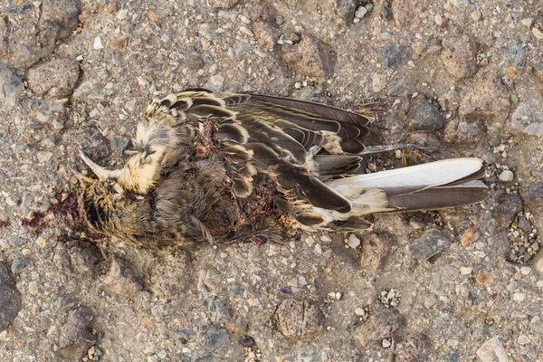 Avrasya tarlası (Alauda arvensis), Alaudidae familyasından bir kuş türü. Ölü kuş. Bir hayvanın öldürülmesi. Arabadan ölüm. 