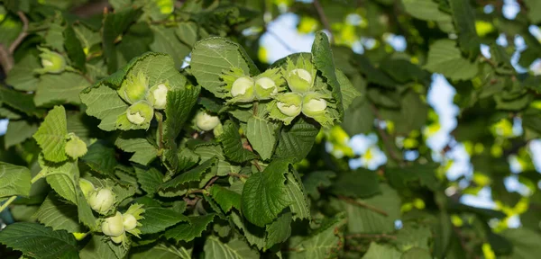 아벨라나 Corylus Avellana 자작나무 Betuliaceae 현화식물의 일종이다 — 스톡 사진