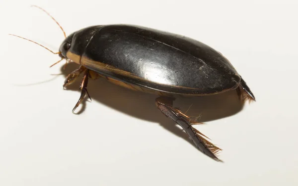 Dytiscidae Predaceous Diving Beetles Family Water Beetles Cybister Lateralimarginalis Male — Stock Photo, Image