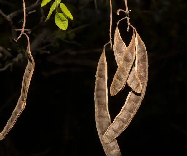 Robinia Pseudoakacia Allmänt Känd Sitt Hemland Som Svart Gräshoppa Pods — Stockfoto