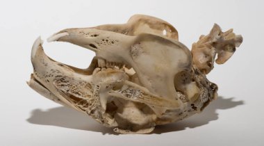 Beyaz arka planda bir tavşan kafatası. Kemirgen - (Lepus timidus) Hayvanın kafasının kemikleri..