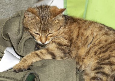 Kırmızı çizgili bir kedinin rahatlaması. Gün ortası şenliği.