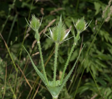 Dipsacus, Caprifoliaceae familyasından bir çiçekli bitki cinsidir. Bu cinsin üyeleri teasel, teazel veya teazle olarak bilinir.