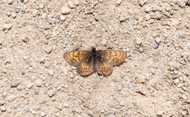 Heath fritillary (Melitaea athalia) Nymphalidae familyasından bir kelebek türü. Yoldaki bir böceğin cesedi. Üreme sonrası oluşumun doğal evresi..
