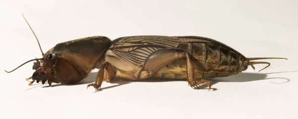 Gryllotalpa Comúnmente Conocido Como Grillo Topo Europeo Insecto Parasitando Plantaciones — Foto de Stock