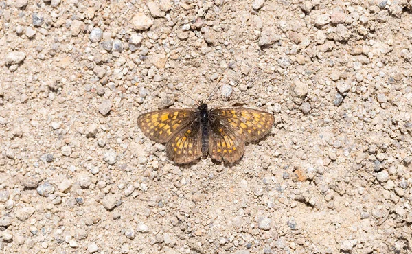 Heath fritillary (Melitaea athalia) Nymphalidae familyasından bir kelebek türü. Yoldaki bir böceğin cesedi. Üreme sonrası oluşumun doğal evresi..