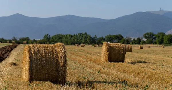 Búza Betakarítás Szalmabálák Mezőn Mezőgazdaság Hegyvidéki Területeken — Stock Fotó