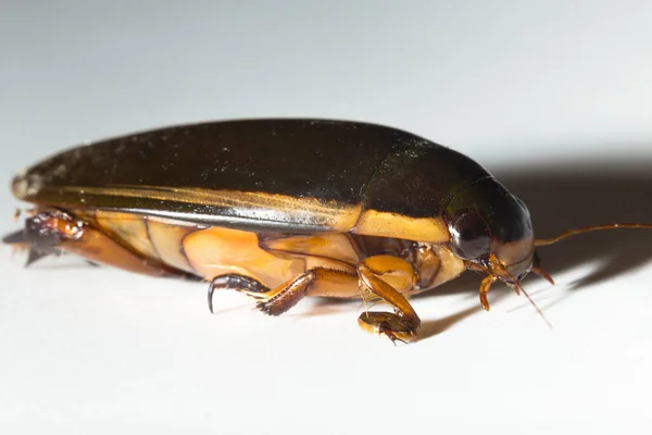 Dytiscidae Predaceous Dykning Biller Familie Vandbiller Cybister Lateralimarginalis Han - Stock-foto